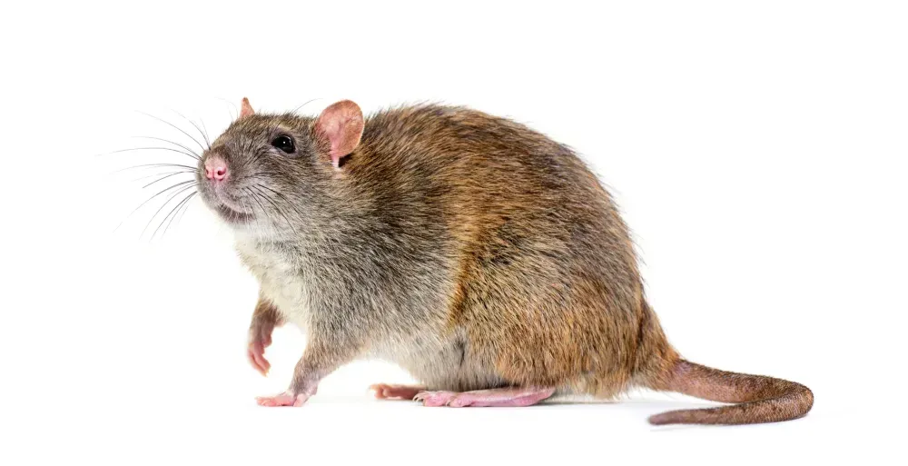 Rat brun